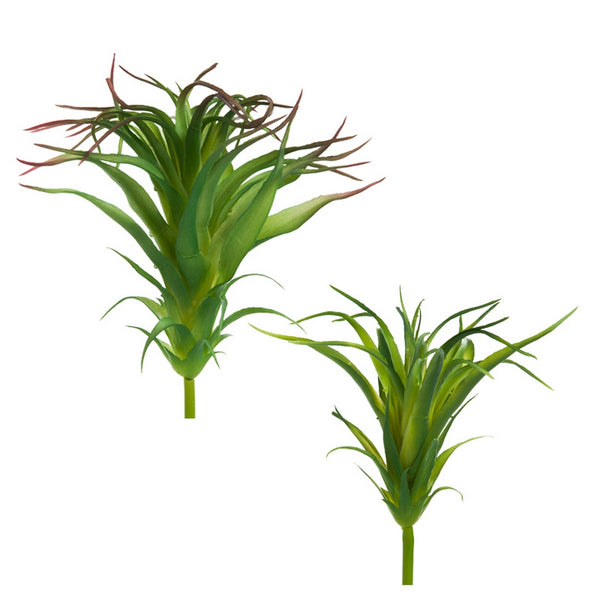 Ionantha Air Plant